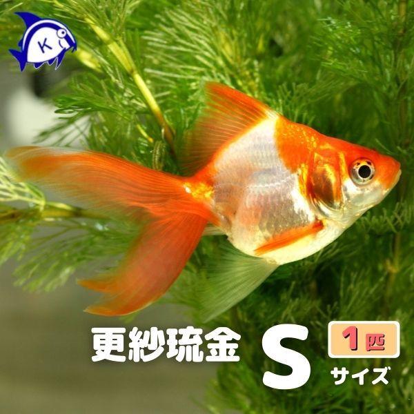 琉金 更紗 リュウキン サラサ SS-Sサイズ 約3-6ｃｍ 1匹 金魚 ※カラー 雌雄の指定不可 評価