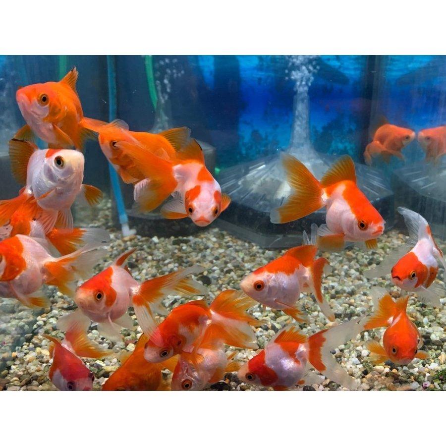 【中古】 SELANGOR 金魚のデザイン 琉金 更紗 リュウキン サラサ SS-Sサイズ 約3-6cm 1匹 金魚