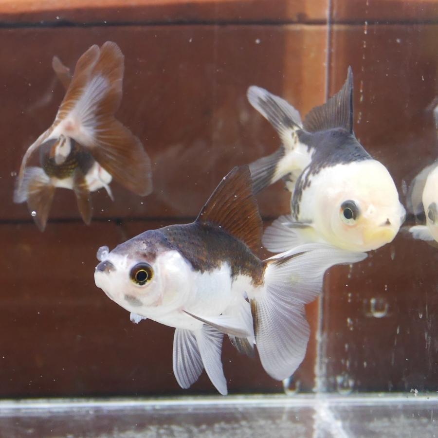 金魚 羽衣オランダ SMサイズ 1匹 ※カラー/ 雌雄の指定不可 金魚 羽衣オランダ SMサイズ 1匹 ※カラー/ 雌雄の指定不可