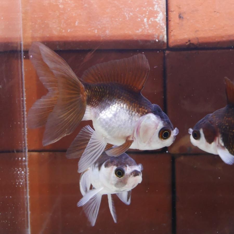 金魚 羽衣オランダ SMサイズ 1匹 ※カラー/ 雌雄の指定不可 金魚 羽衣オランダ SMサイズ 1匹 ※カラー/ 雌雄の指定不可