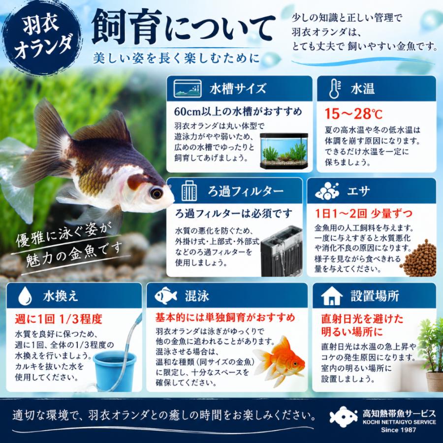 金魚 羽衣オランダ SMサイズ 1匹 白黒 パンダ柄 オランダ獅子頭 生体