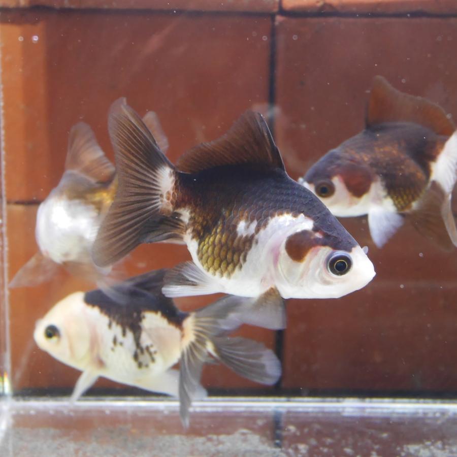 金魚 羽衣オランダ SMサイズ 1匹 白黒 パンダ柄 オランダ獅子頭 生体