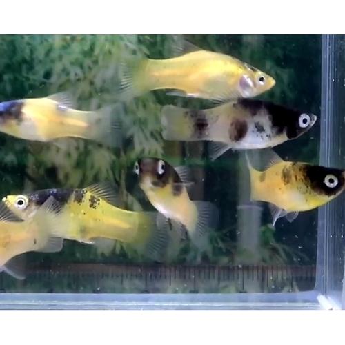 熱帯魚 ハニーバンブルビープラティー 5匹 雄雌のご指定不可 ゴールデンパンダ 8 有限会社高知熱帯魚サービス 通販 Yahoo ショッピング