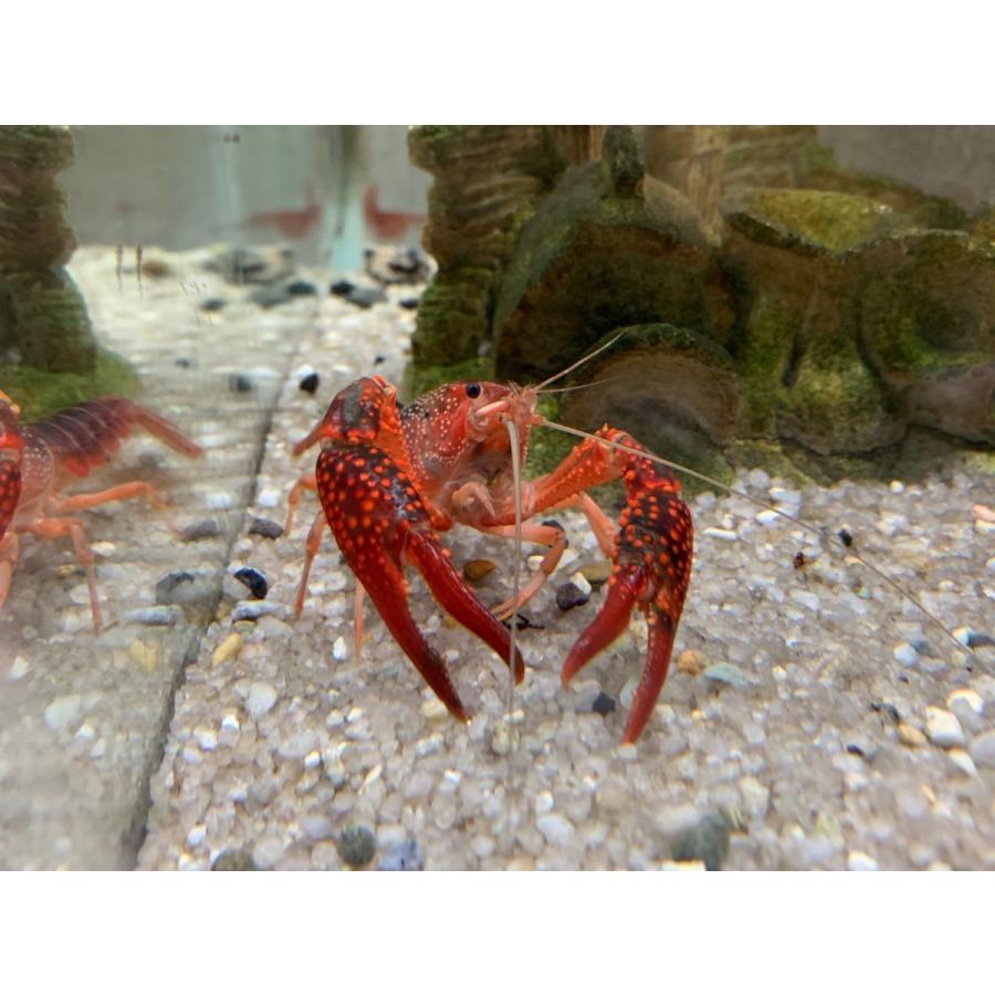 アメリカザリガニ S Mサイズ 1匹 雄雌のご指定不可 有限会社高知熱帯魚サービス 通販 Yahoo ショッピング
