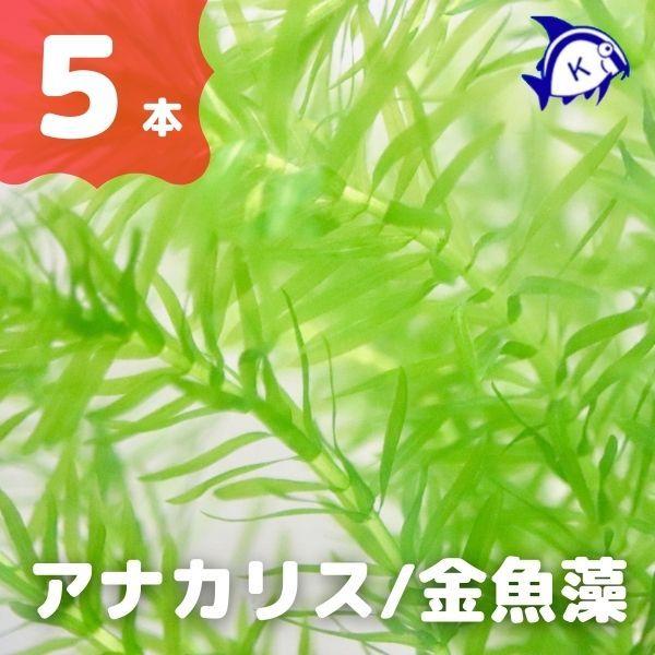 水草　アナカリス　5本　※バラ売り水草は4点まで同梱可能（ネコポス）　金魚藻　オオカナダモ