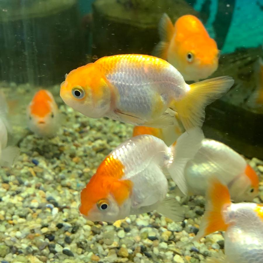 らんちゅう(金魚)　 金魚 MIXらんちゅう タイ産 SMサイズ 3匹セット 色は来てからのお