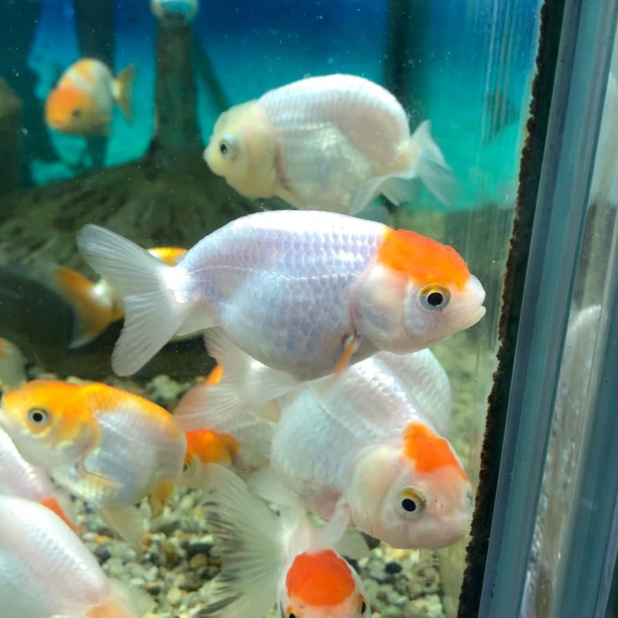金魚 MIXらんちゅう タイ産 SMサイズ 3匹セット 色は来てからのお