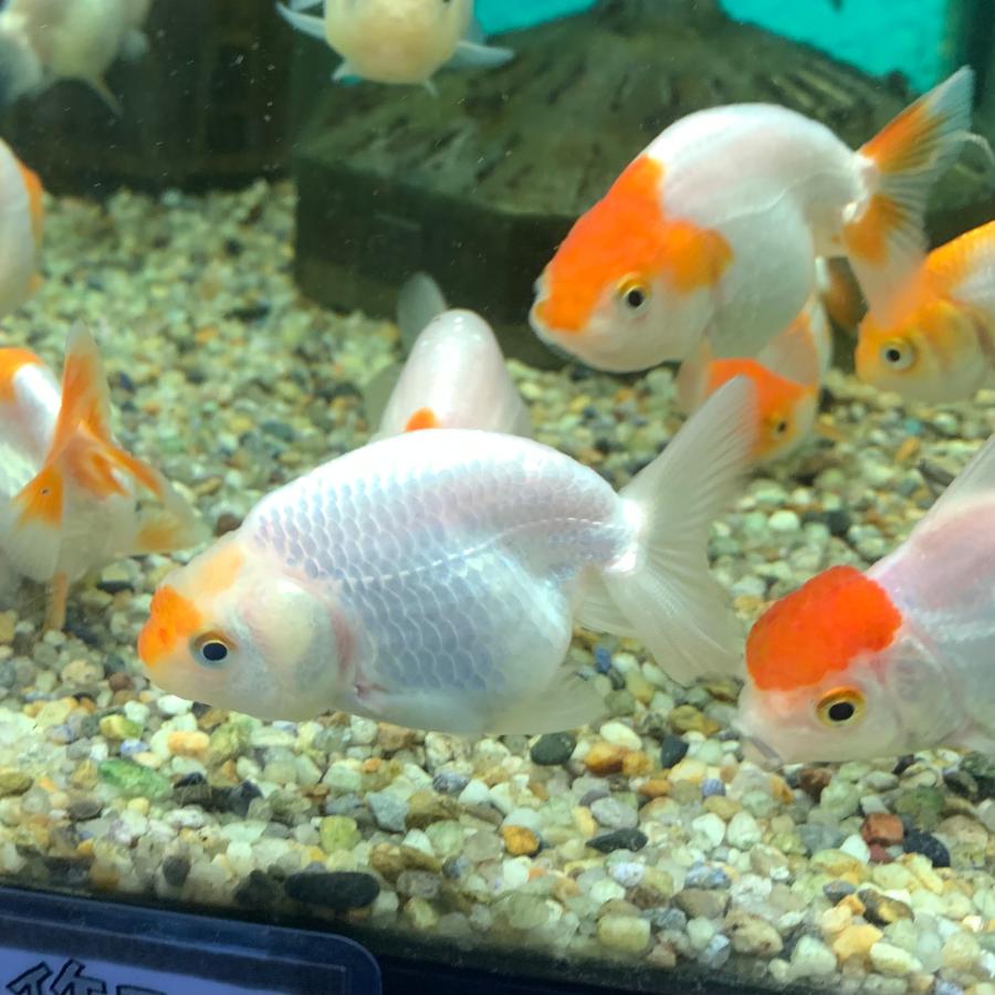 金魚 MIXらんちゅう タイ産 SMサイズ 3匹セット 色は来てからの