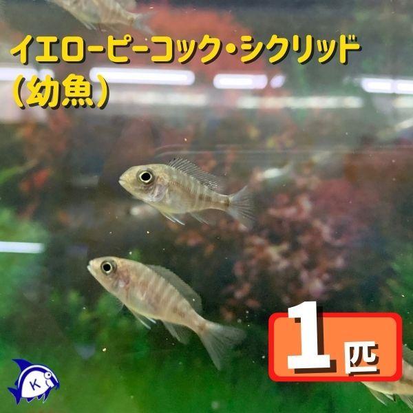 熱帯魚 イエローピーコックシクリッド 幼魚 1匹 素晴らしい 雌雄の指定不可 カラー アフリカンシクリッド