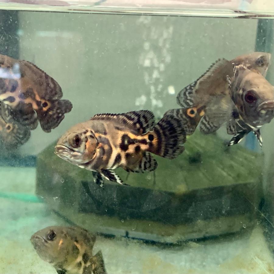 熱帯魚 タイガーオスカー 1匹 約5 10cm前後 カラー 雌雄の指定不可 アストロノータス アメリカンシクリッド 10 有限会社高知熱帯魚サービス 通販 Yahoo ショッピング
