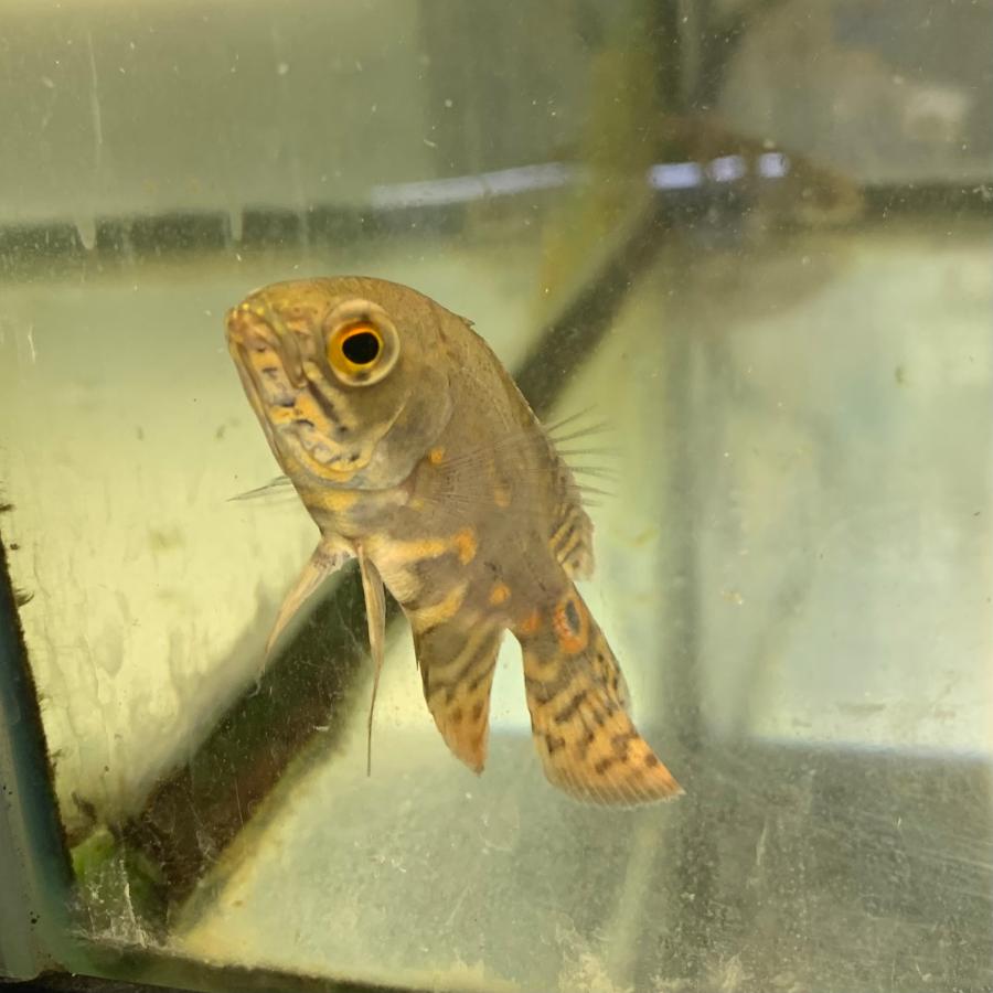 熱帯魚 ワイルドオスカー コロンビア産 1匹 幼魚 ※カラー/雌雄の指定