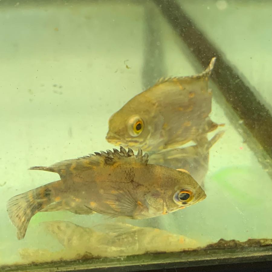 熱帯魚 ワイルドオスカー コロンビア産 1匹 幼魚 ※カラー/雌雄の指定