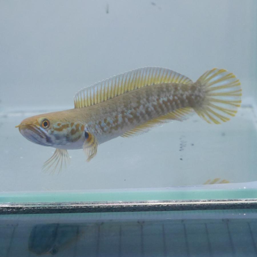 熱帯魚 ニューレインボー・スネークヘッド ※WILD(ワイルド) 約5-8cm 
