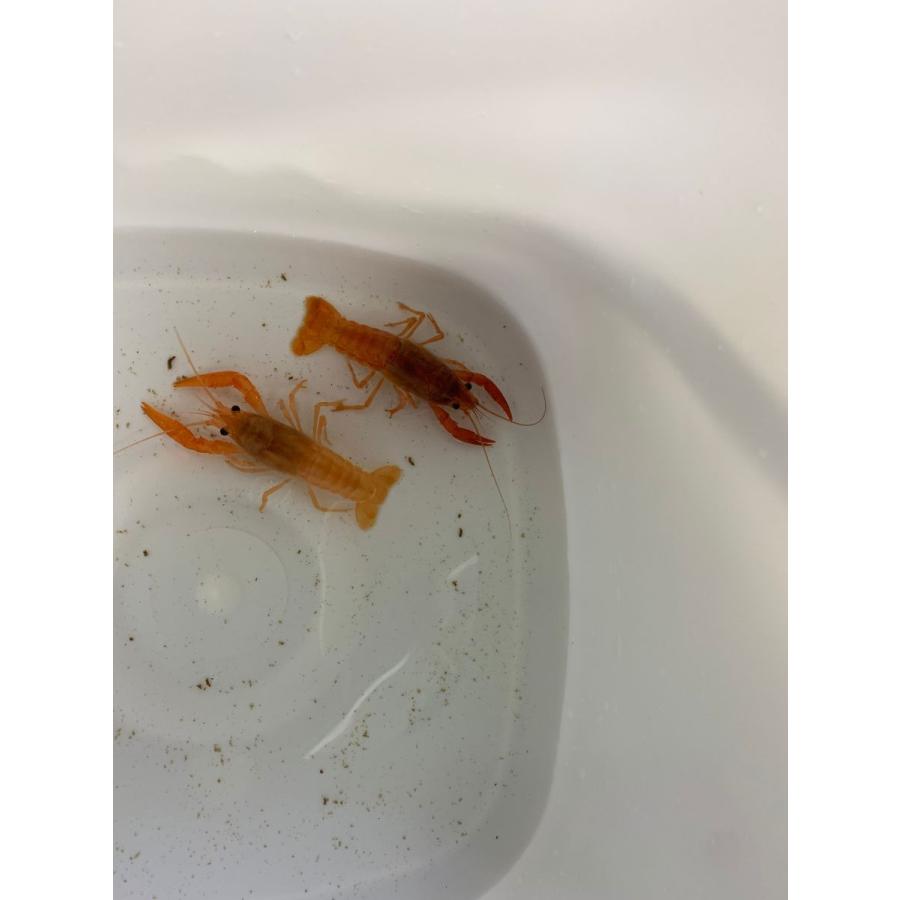 オレンジザリガニ S Mサイズ 1ペア プラケース付き 現品限り 有限会社高知熱帯魚サービス 通販 Yahoo ショッピング