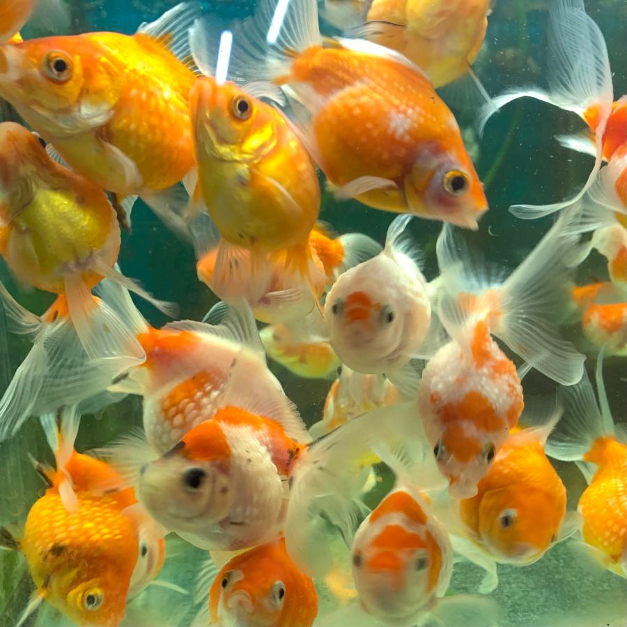 現代美術 提物根付 作家一点物【金魚(ピンポンパール)】 金魚 MIXピンポンパール SM 1匹 ※色の指定不可 生体 : 有限会社高知