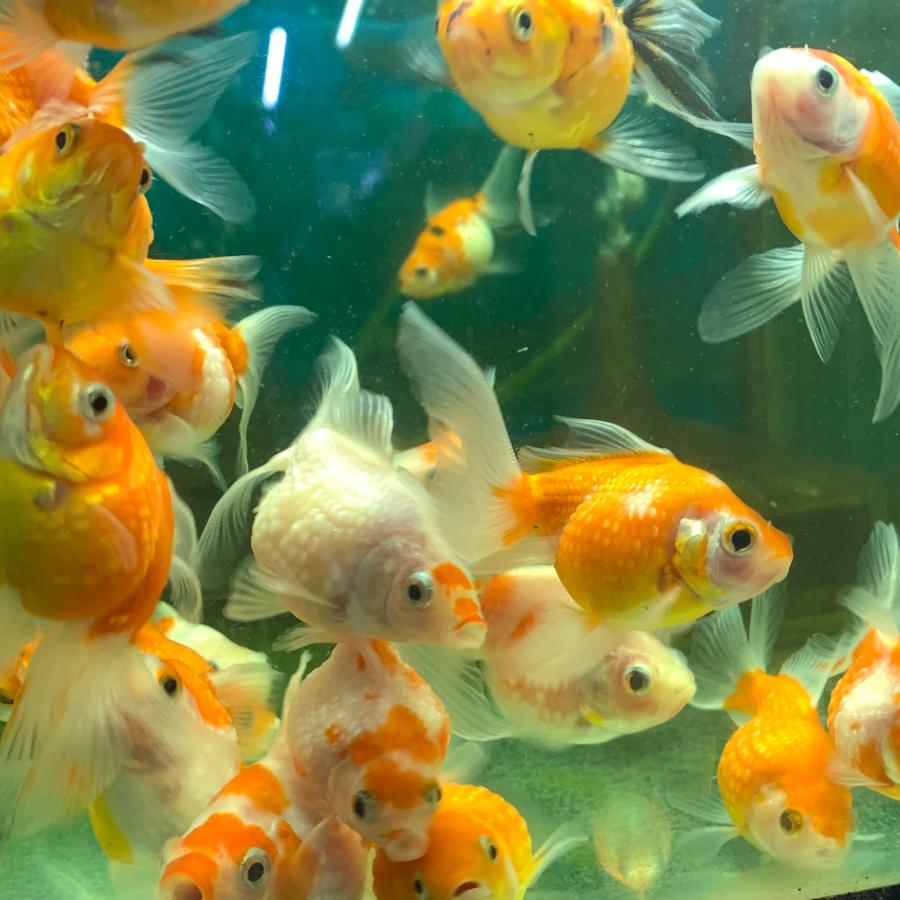 金魚 MIXピンポンパール タイ産 SM 3匹 ※色の指定不可 生体 : 有限会社