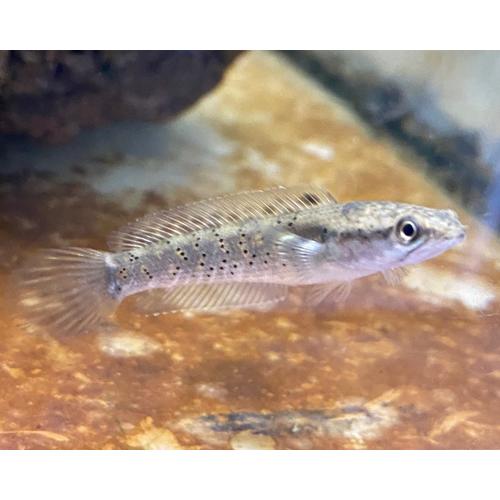 熱帯魚 ブルームーンレインボースネークヘッド プルクラ 1匹 幼魚 ｓsサイズ 約5 10cm 雄雌のご指定不可 アナバス 5 有限会社高知熱帯魚サービス 通販 Yahoo ショッピング