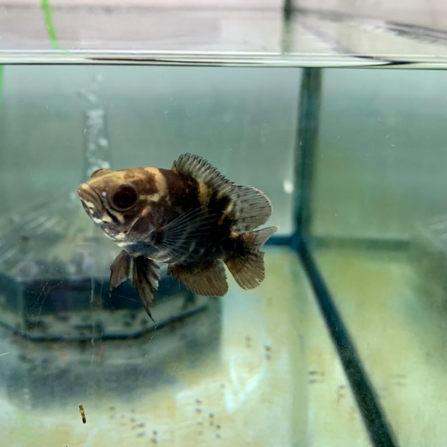 Wild オスカー マラジョー産 1匹 カラー 雌雄の指定不可 アストロノータス アメリカンシクリッド ワイルド 2518 10 有限会社高知熱帯魚サービス 通販 Yahoo ショッピング