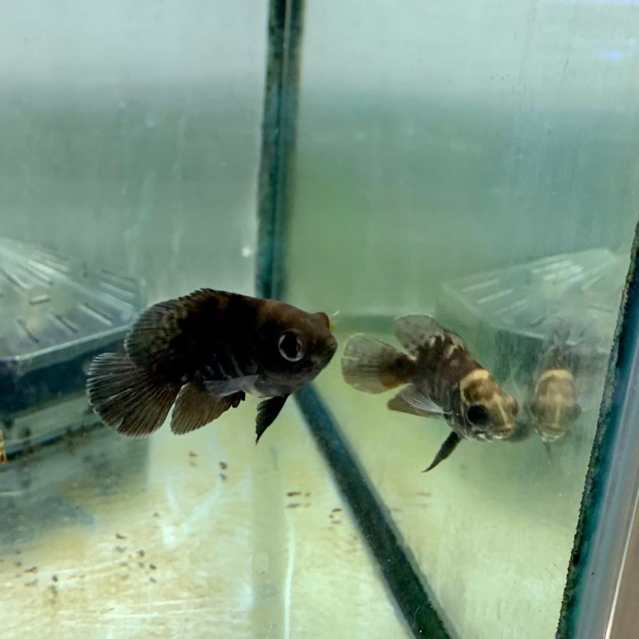 Wild オスカー マラジョー産 1匹 ※カラー/雌雄の指定不可 アストロ