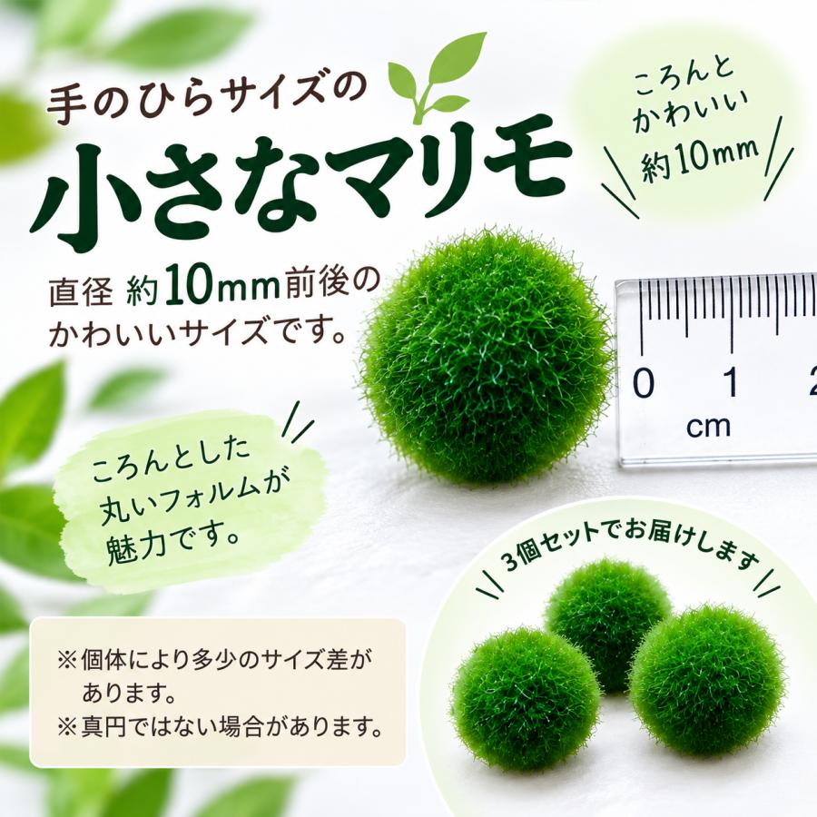 国産マリモ 約１cm 100個 癒しのマリモ無農薬 水草 国産マリモ 2個入り 無農薬 まりも お手軽 インテリア 育成簡単