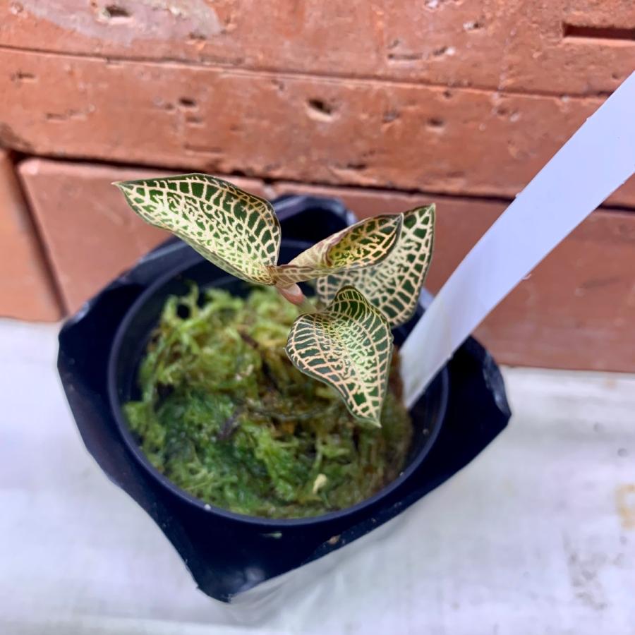 アネクトキルスロクスバーギーゴールドベイン ジュエルオーキッド　良大株 2025年最新】ジュエルオーキッド ゴールドの人気アイテム - メルカリ