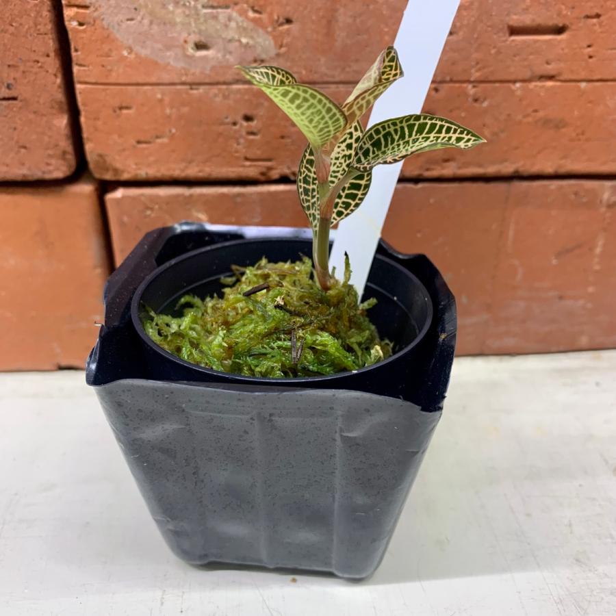 アネクトキルスロクスバーギーゴールドベイン ジュエルオーキッド　良大株 2025年最新】ジュエルオーキッド ゴールドの人気アイテム - メルカリ