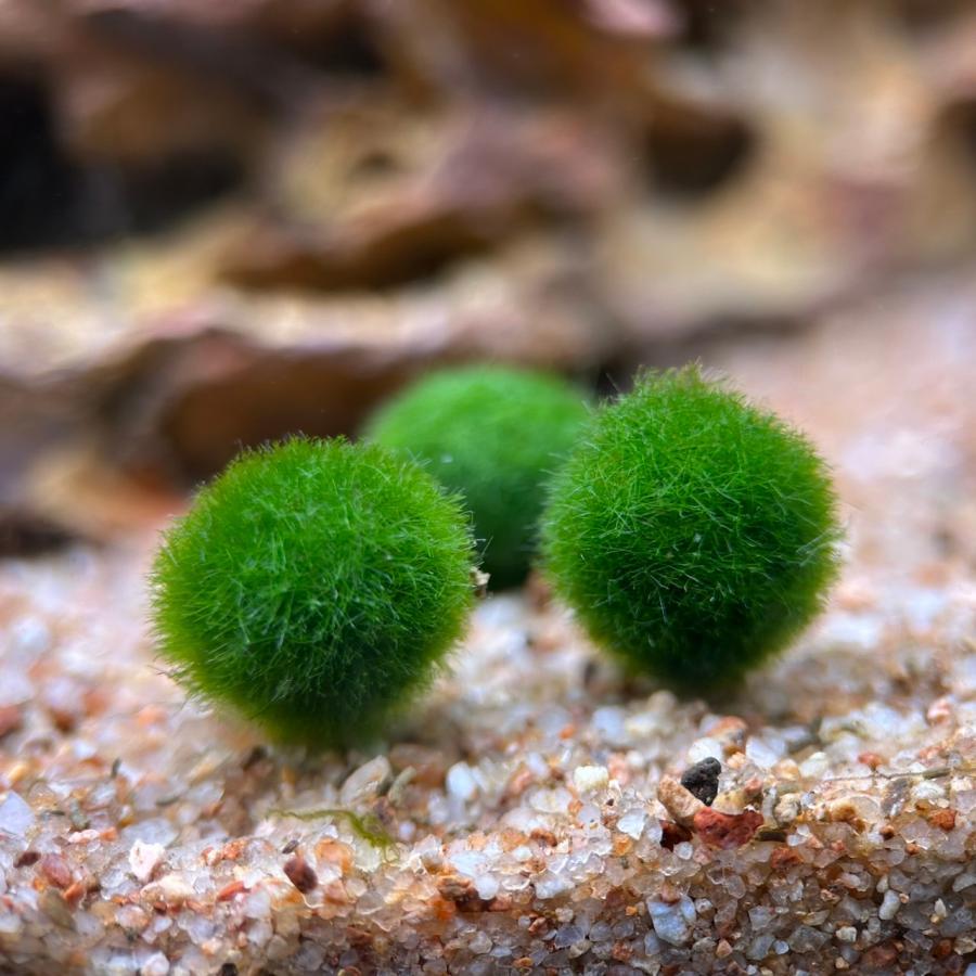 水草 国産 マリモ 2個 コルク瓶付 インテリア 無農薬 オシャレ