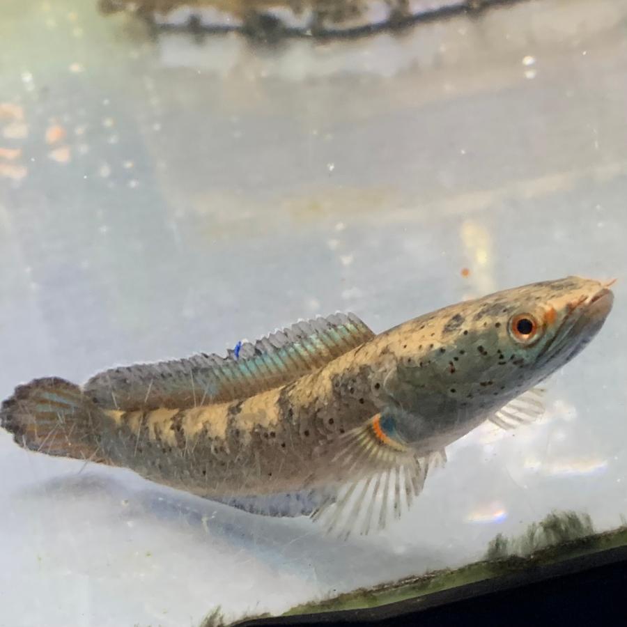熱帯魚 ブルーギャラクシースネークヘッド 1匹 約9-12cm± ブルームーン 
