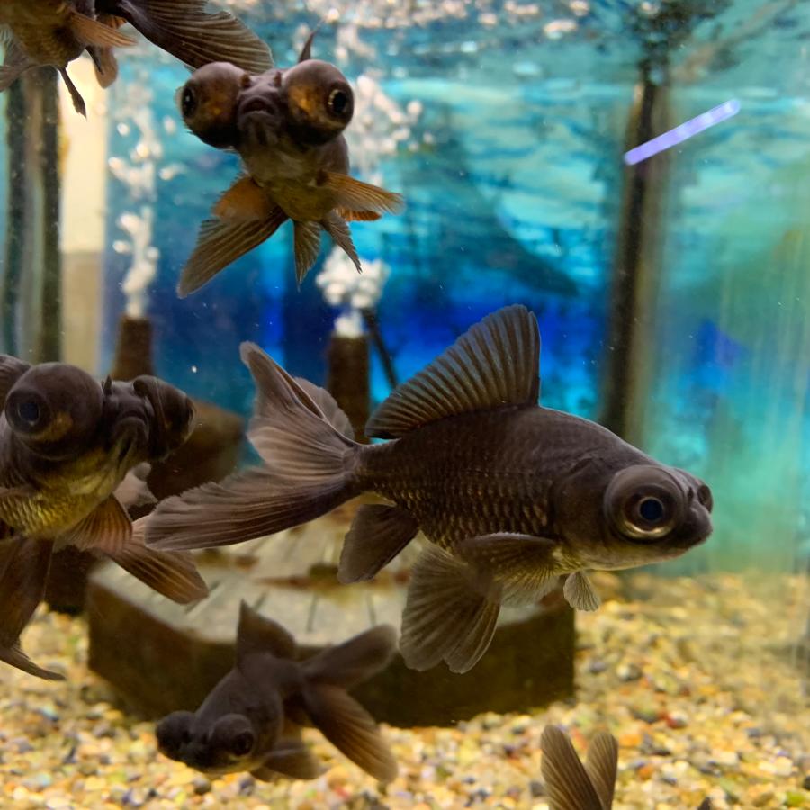 金魚 黒出目金 S 約6.0cm前後 1匹 ※カラー/ 雌雄の指定不可 : 有限会社
