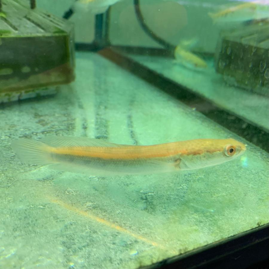 熱帯魚 チャンナ・マルリオイデス 1匹 約6cm バリト川産 ロイヤル