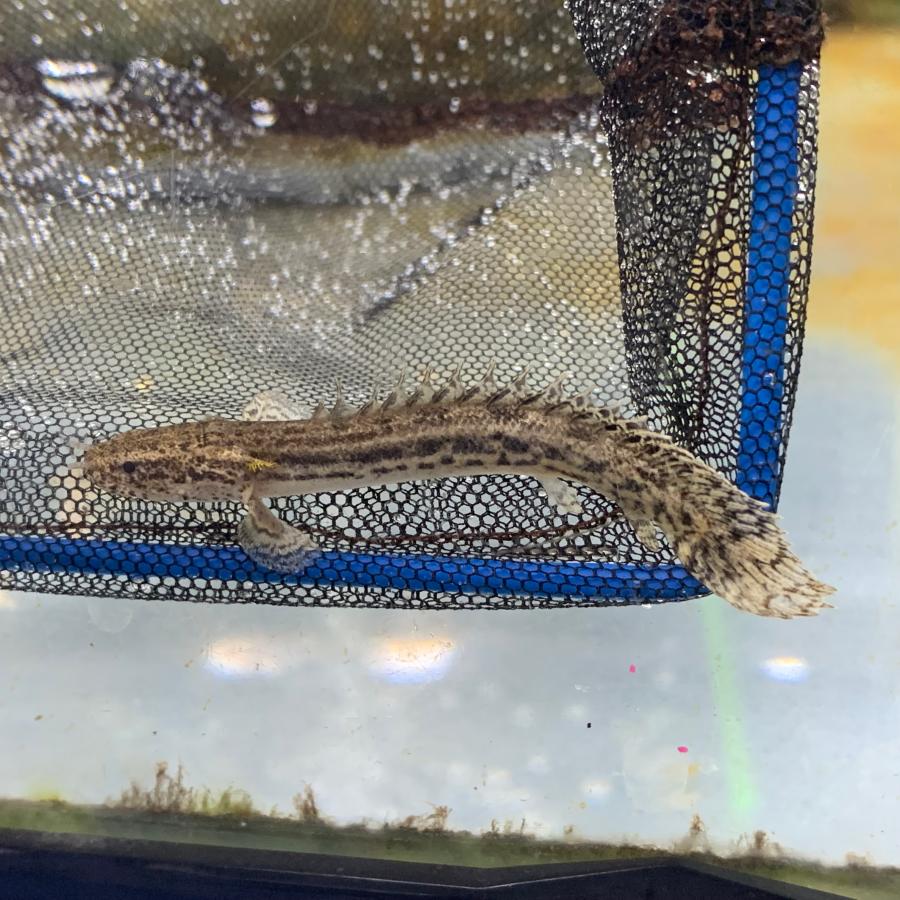 熱帯魚 ポリプテルス・アンソルギー Sサイズ 約5-8cm 東南ブリード ※雄
