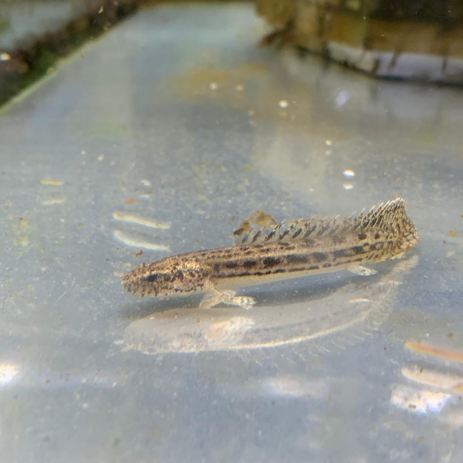 熱帯魚 ポリプテルス・アンソルギー Sサイズ 約5-8cm 東南ブリード ※雄