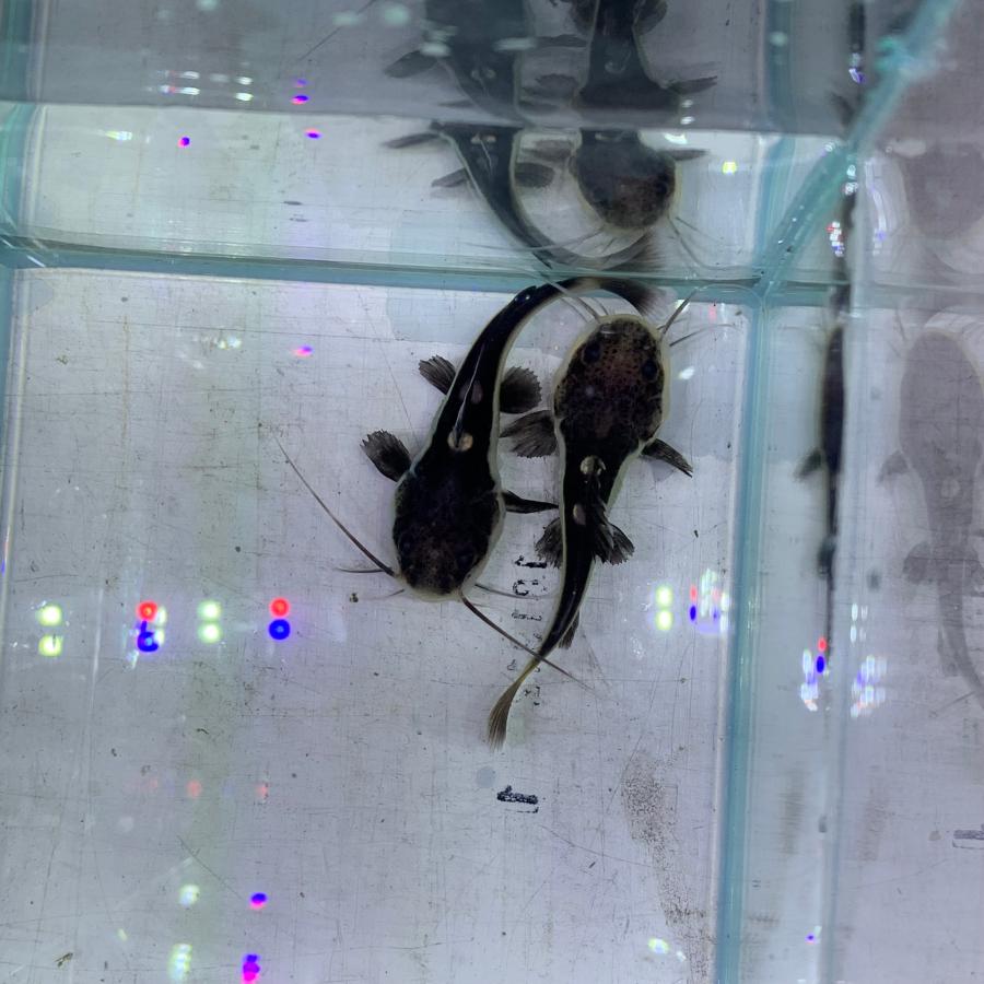 残り1点 希少 熱帯魚 レッドテールキャットフィッシュ WILD ペルー産