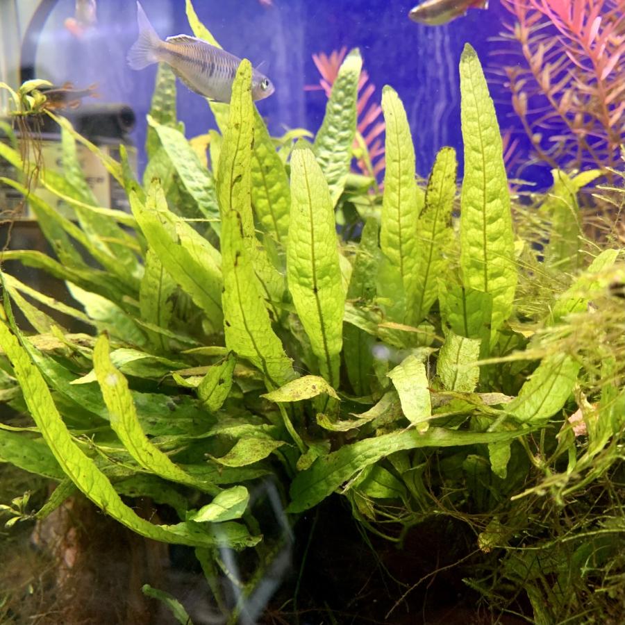水草 ミクロソリウム・プテロプスナロー 1束（8葉程度） ※バラ売り水草 