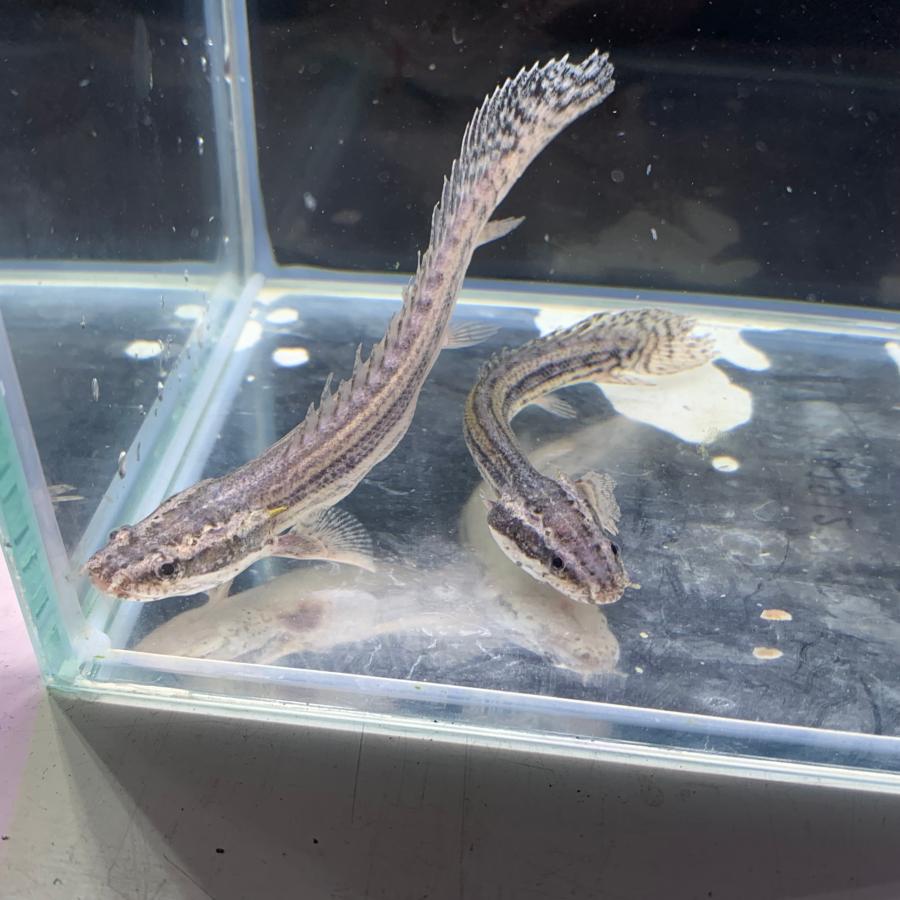 熱帯魚 ポリプテルス・ラプラディ Sサイズ 東南ブリード ※雄雌のご指定