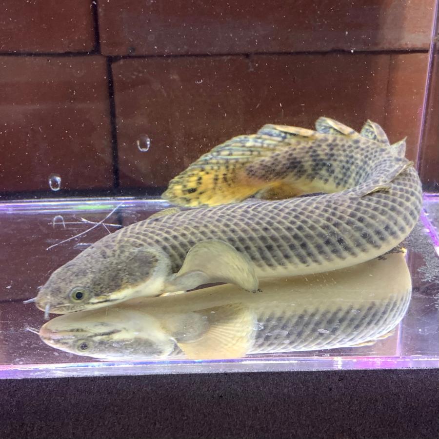 1点物 熱帯魚 ポリプテルス・パルマス ML 約22-25cm± WILD ワイルド
