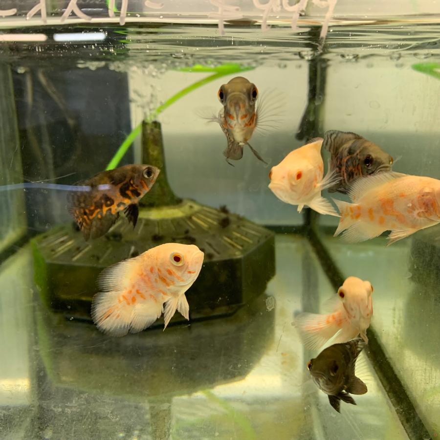 熱帯魚 レッドタイガーオスカー&アルビノタイガーオスカー 各1匹計2匹
