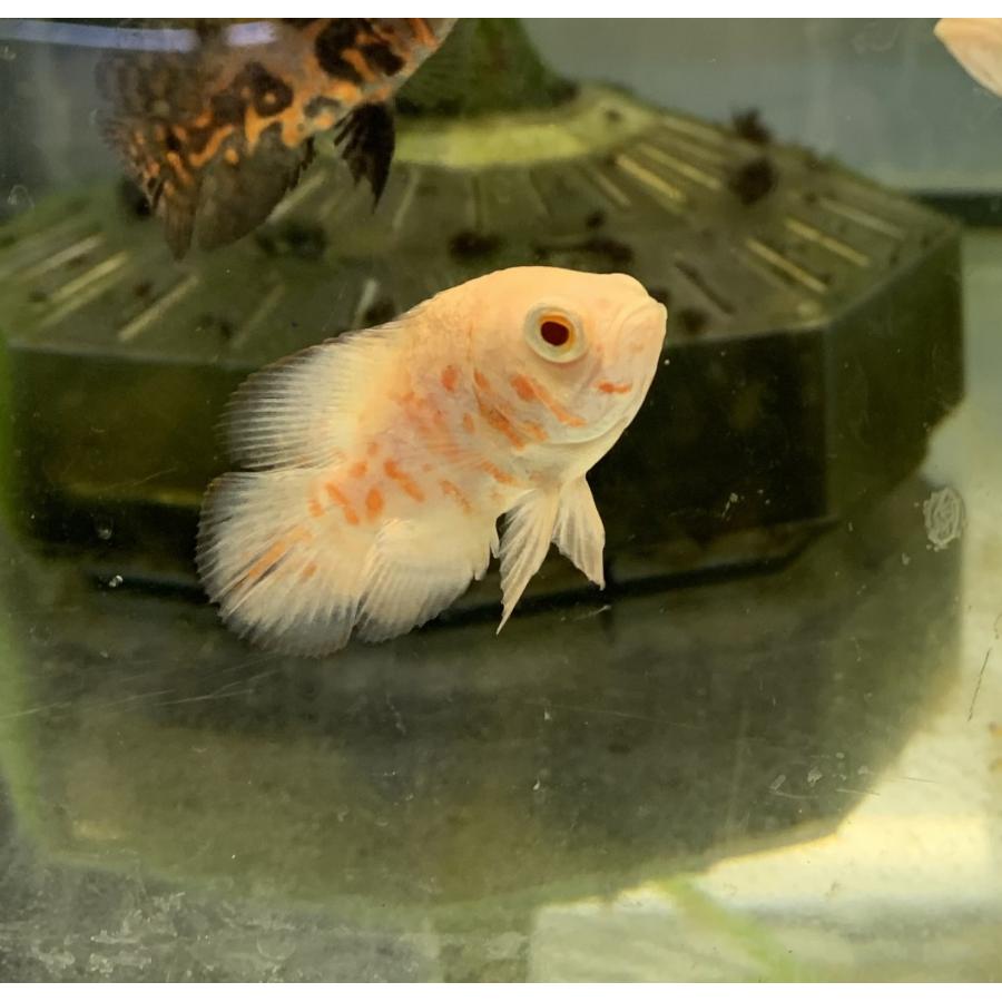 熱帯魚 レッドタイガーオスカー&アルビノレッドタイガーオスカー 各1匹 