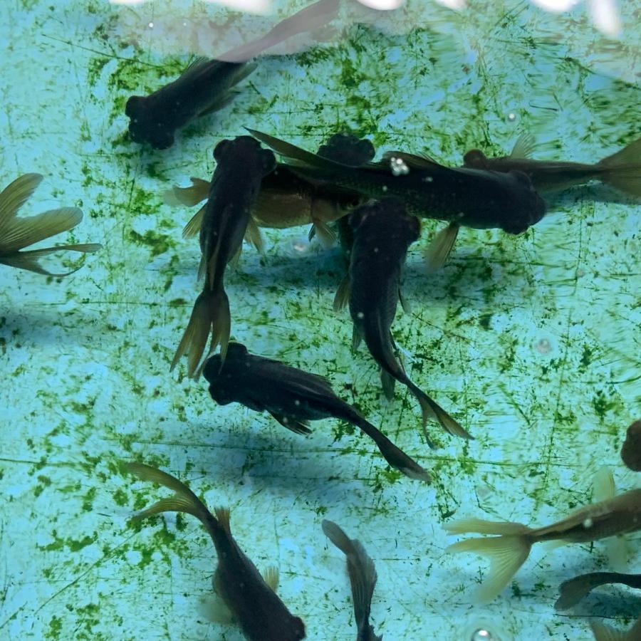 金魚 出目金 無選別 約3-6cm前後 20匹 金魚すくい用 当歳魚 黒出目