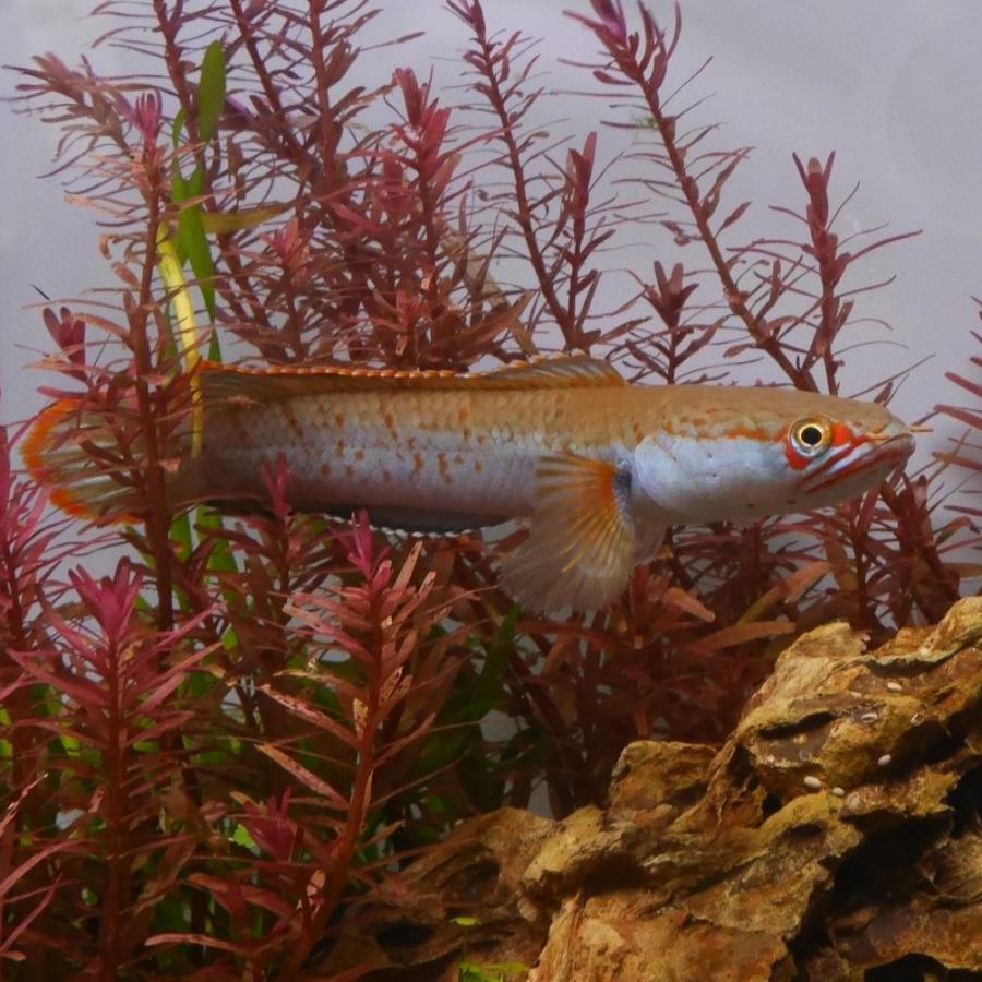 熱帯魚 アイズファイヤースネークヘッド 1匹 アナバス 歌舞伎 生体
