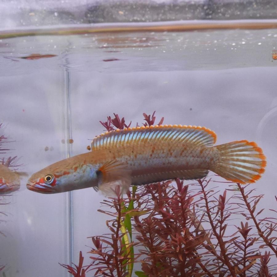 熱帯魚 アイズファイヤースネークヘッド 1匹 アナバス 歌舞伎 生体