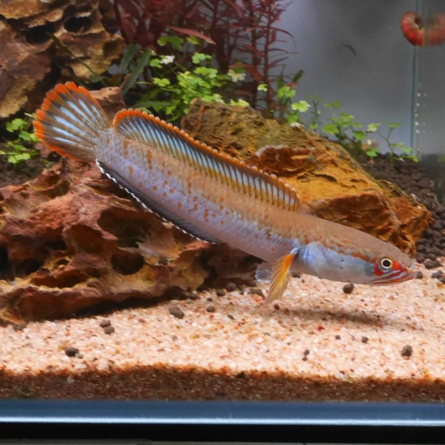 熱帯魚 アイズファイヤースネークヘッド 1匹 アナバス 歌舞伎 生体