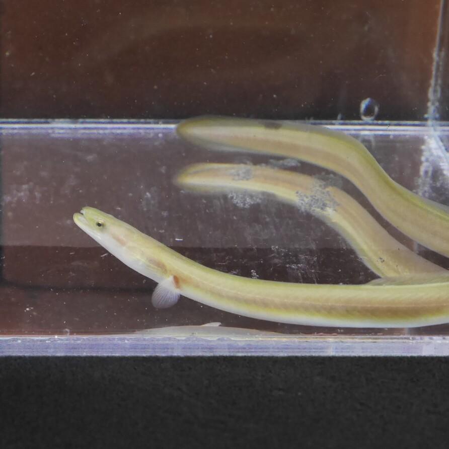 日本淡水魚 ウナギ 約20cm 観賞用 ※雄雌のご指定不可 生体 うなぎ 鰻 