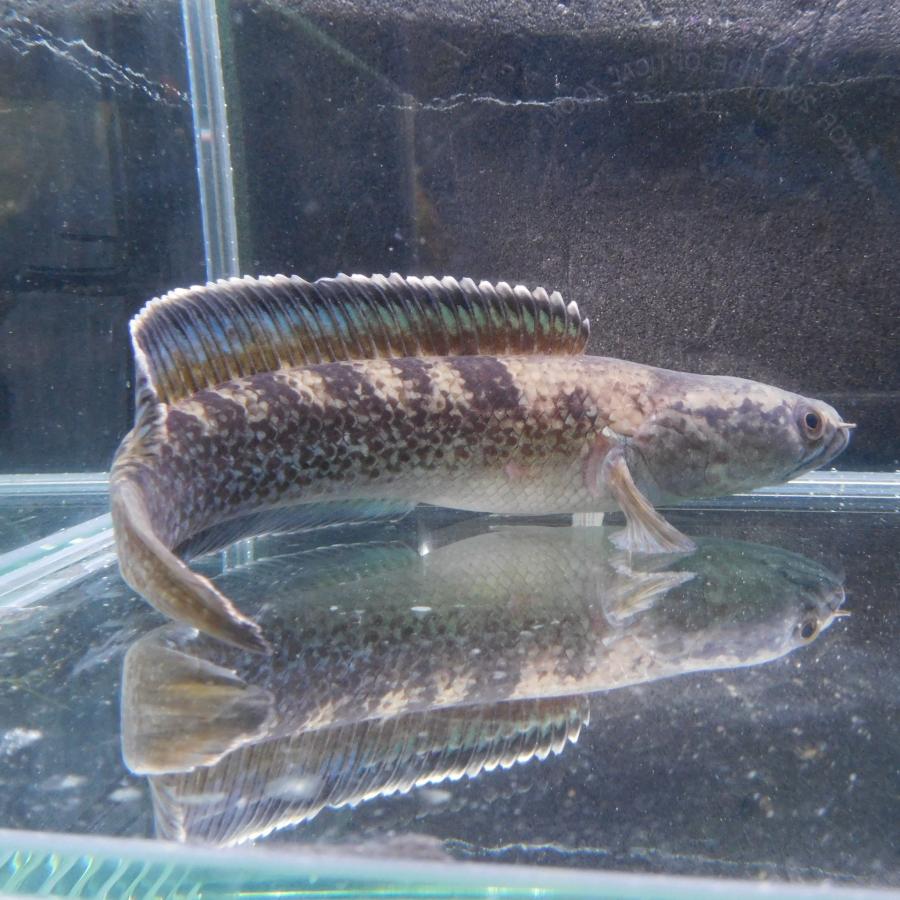 熱帯魚   スネークヘッド カブキ 1点物 熱帯魚 エメラルド・スネークヘッド sp.ガロ Mサイズ 約18-19cm