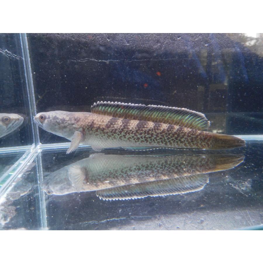 1点物 熱帯魚 エメラルド・スネークヘッド sp.ガロ Mサイズ 約18-19cm