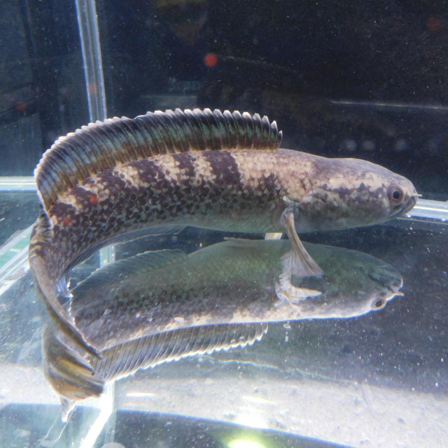 1点物 熱帯魚 エメラルド・スネークヘッド sp.ガロ Mサイズ 約18-19cm