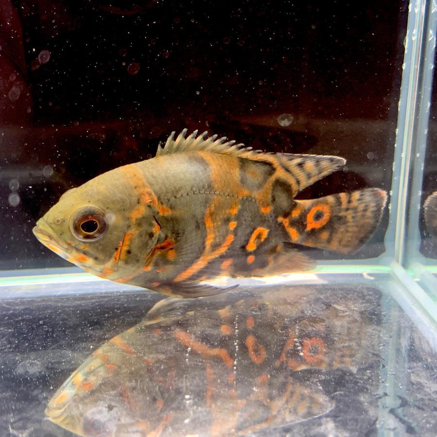 熱帯魚 レッドタイガーオスカー 1匹 約3.5-7.0cm前後 ※カラー/雌雄の