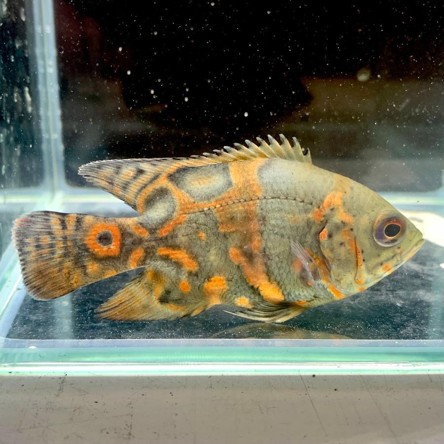 熱帯魚 レッドタイガーオスカー 1匹 約3.5-7.0cm前後 ※カラー/雌雄の