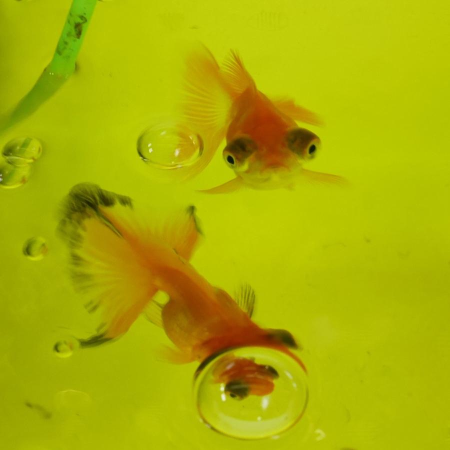 金魚 楽天市場】【金魚王子】桜東錦 10cm前後 (個体番号：vfr294