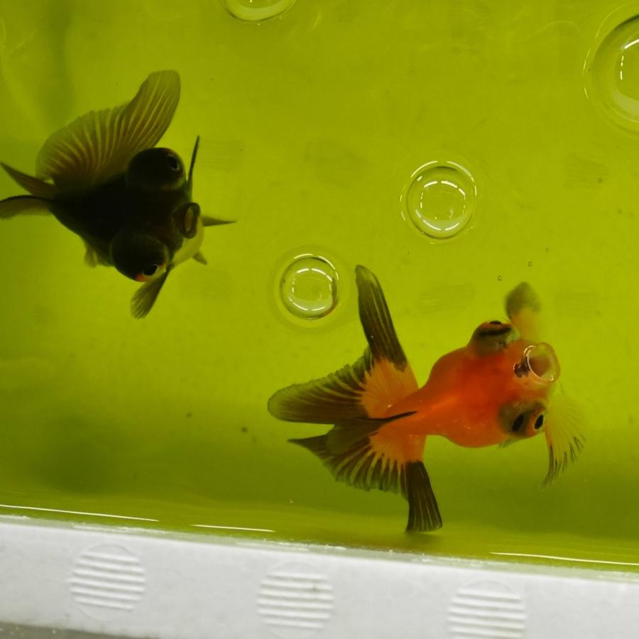 金魚 MIX蝶尾 約5-8cm前後 3匹 ※カラー/ 雌雄の指定不可 : 有限